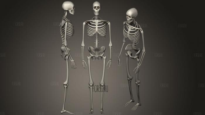 Человеческий скелет 21